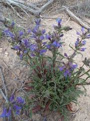 Penstemon pinorum