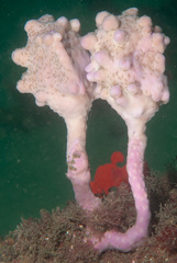 Halisarca australiensis