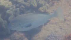 Plectorhinchus unicolor