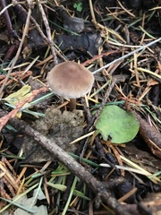 Naucoria escharioides