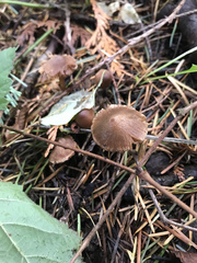 Naucoria escharioides