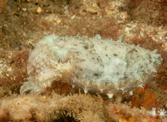 Sepia plangon
