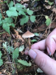 Naucoria escharioides