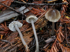 Mycena quiniaultensis