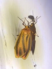 Hypoprepia miniata
