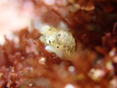 Pyramidelloidea