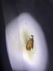 Hypoprepia miniata
