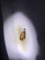 Hypoprepia miniata