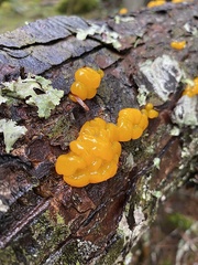 Dacrymyces ovisporus