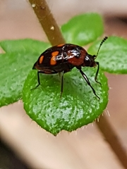 Scaphidium