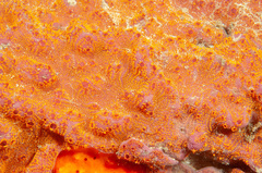 Botrylloides leachii