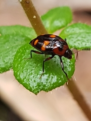Scaphidium
