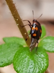 Scaphidium