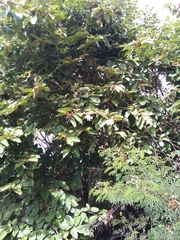 Pterospermum xylocarpum