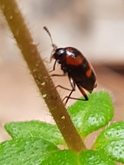 Scaphidium