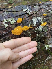 Dacrymyces ovisporus
