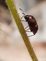 Scaphidium