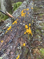 Dacrymyces ovisporus