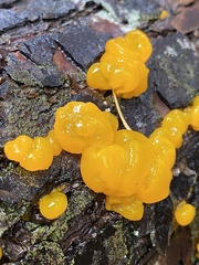 Dacrymyces ovisporus
