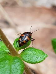 Scaphidium