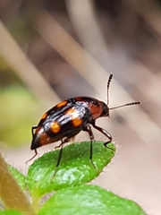 Scaphidium