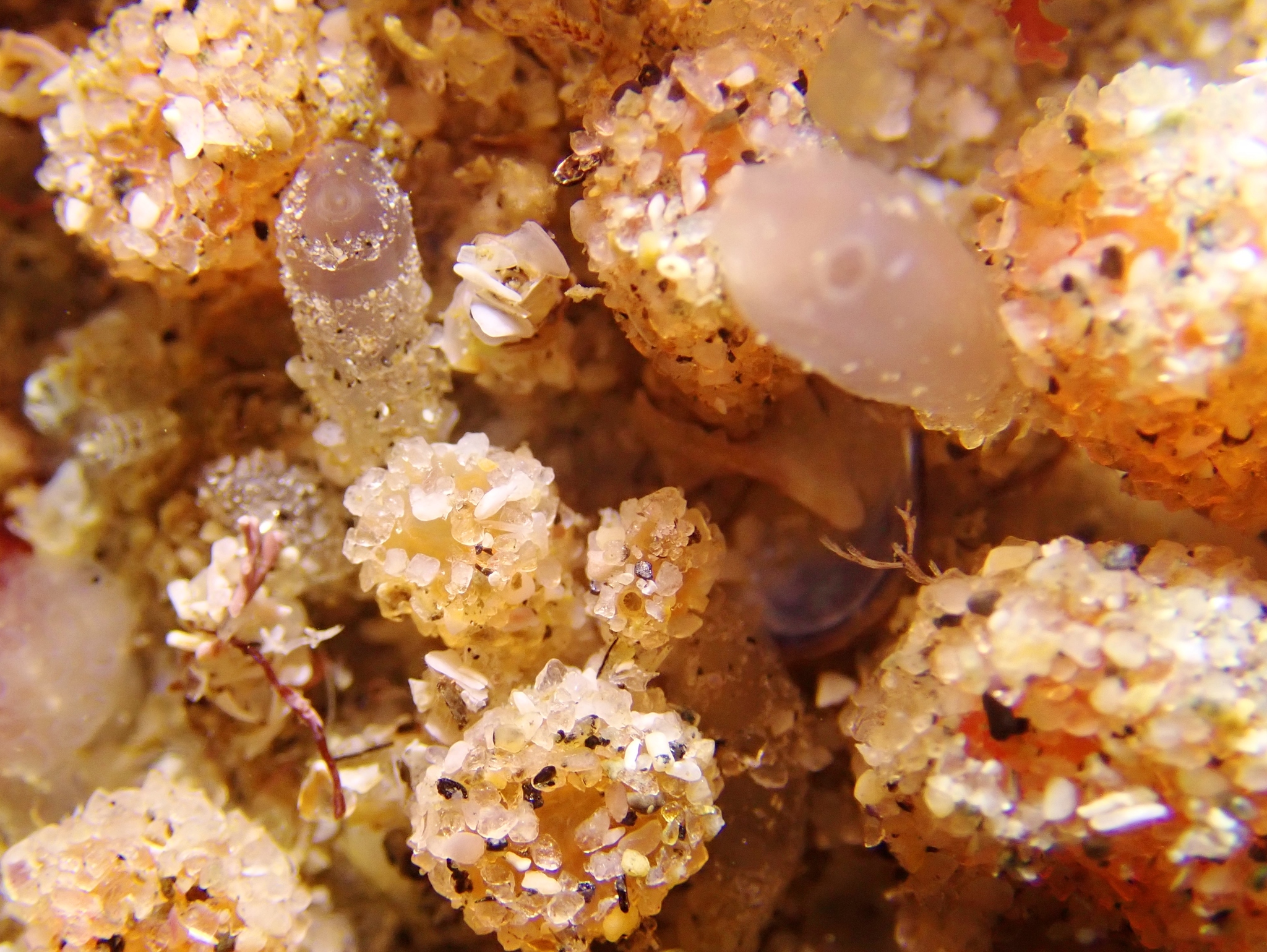Euherdmania claviformis (Ritter, 1903)