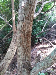 Pterospermum xylocarpum