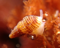 Exaesopus subturritus