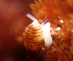 Exaesopus subturritus