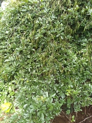 Derris scandens