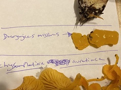 Dacrymyces ovisporus