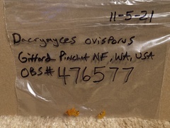 Dacrymyces ovisporus