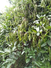 Derris scandens