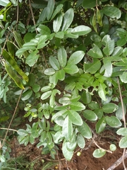 Derris scandens