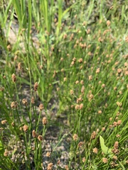 Eleocharis compressa