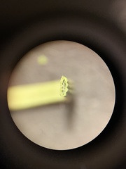 Eleocharis compressa