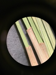 Eleocharis compressa