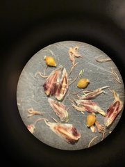 Eleocharis compressa