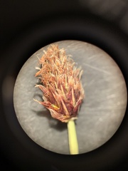 Eleocharis compressa