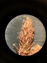 Eleocharis compressa