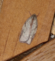 Euchaetis inceptella