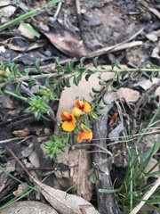 Pultenaea procumbens