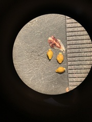 Eleocharis compressa