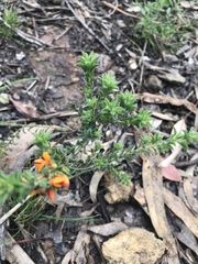 Pultenaea procumbens