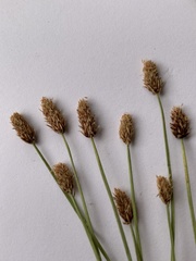 Eleocharis compressa