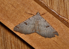 Dissomorphia australiaria