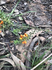 Pultenaea procumbens
