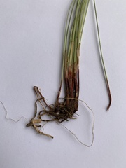 Eleocharis compressa