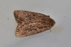 Dasygaster ligniplena