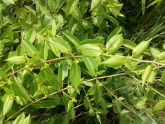 Lonicera japonica